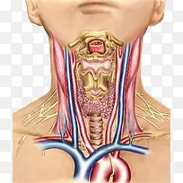 甲状腺内分泌系统