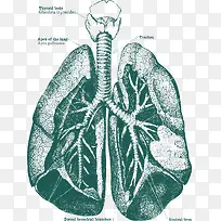 肺部器官手绘解剖图
