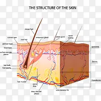 人体皮肤结构剖析图