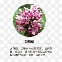 益母草