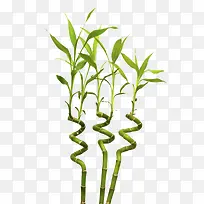 水养富贵竹