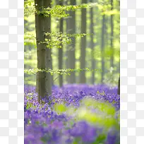 紫色花丛海报背景树林