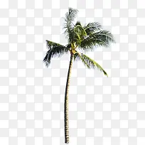 北风吹动的椰子树