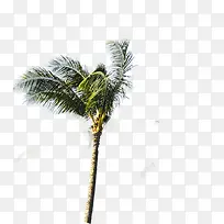 被风吹动的椰子树