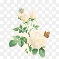 白色玫瑰枝叶蝴蝶