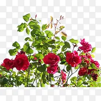 红色玫瑰花花朵花丛