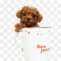 小小茶杯犬