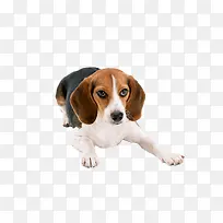 可爱大型犬
