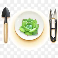 精美多肉植物