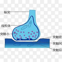 突触的亚显微结构