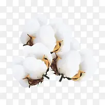 白色棉花花苞