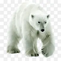手绘雪白大白熊