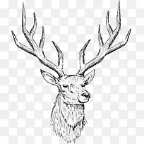 素描鹿头