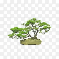 花盆