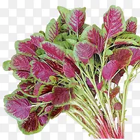 一把蔬菜