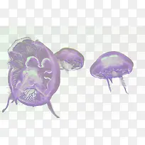 梦幻水母
