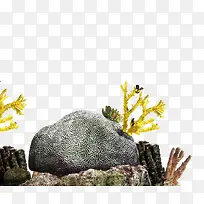 海底岩石珊瑚珊瑚虫