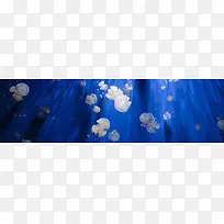 海底水母摄影banner壁纸