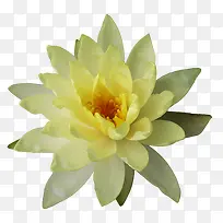 花卉ps素材水彩花卉素材
