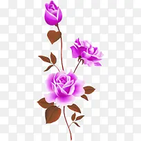 紫色玫瑰花卉素材