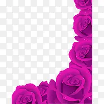 高清紫色玫瑰花卉素材