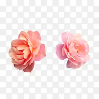 两色法兰西玫瑰图片素材