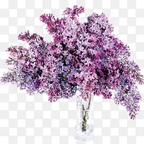 花卉画装饰图标