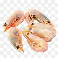 野生牡丹虾