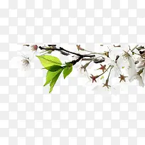 白色唯美春天花朵树枝发芽
