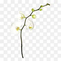 鲜花psd素材唯美背景图片