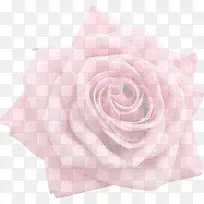 粉玫瑰浅色透明