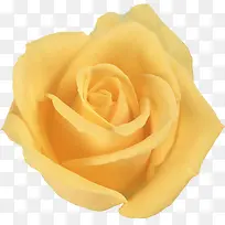 形状优美的黄玫瑰