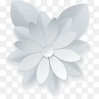 文艺风白色花朵