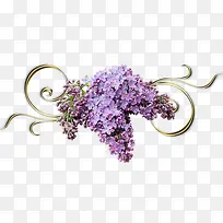 紫藤花花串