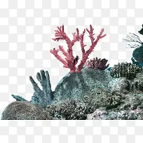 绿色清新海底海参装饰图案