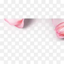 纯色背景粉色玫瑰花高清免抠素材