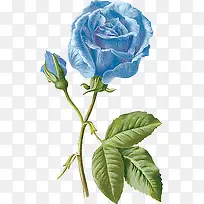 手绘欧美图片素描 蓝玫瑰