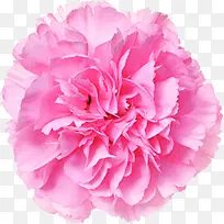 粉色温馨简单花朵康乃馨花束