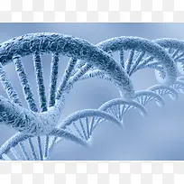 DNA基因结构