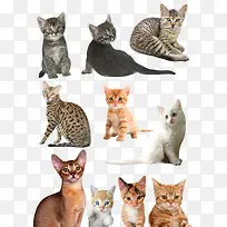 手绘动物素材动物 各种猫
