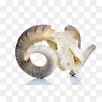 白色古代羊头骨头实物