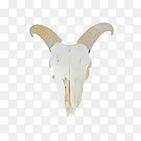 白色古代动物羊头骨头实物