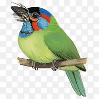 蓝耳拟啄木鸟