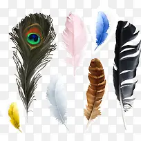 鸟类羽毛设计矢量素材,