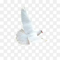 展翅飞翔白鸽