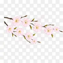 矢量两枝带叶芽粉色樱花
