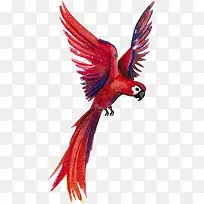 水彩动物红色鹦鹉