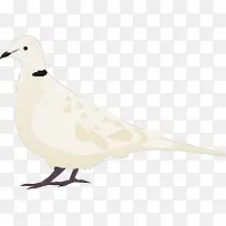 白色的鸽子