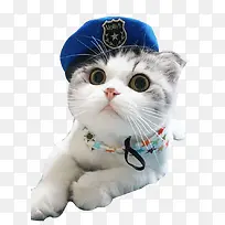 戴帽子猫咪