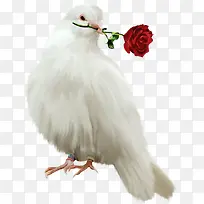 衔着玫瑰的鸽子